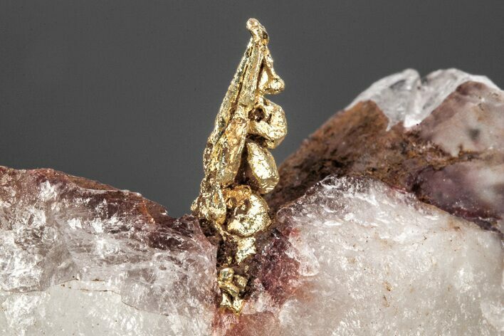 Stunning, Native Gold Formation in Quartz - Morocco #213548